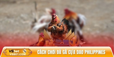Cách chơi đá gà cựa dao philippines năm 2025 chuẩn cho người mới